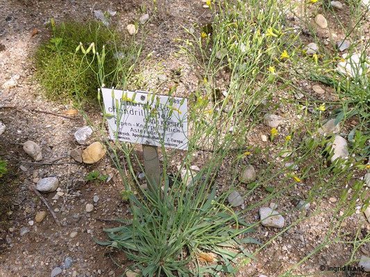 Chondrilla chondrilloides / Alpen-Knorpellattich  (25.06.2022; Botanischer Garten der Universität Tübingen); gilt als ausgestorben