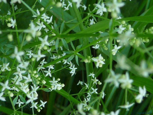 Galium album / Weißes Labkraut    VI-IX