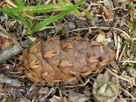 Pseudotsuga menziesii / Gewöhnliche Douglasie