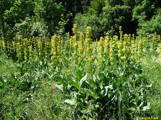Gentiana lutea / Gelber Enzian    (18.06.2017;  Zollernalb oberhalb von Albstadt-Ebingen)