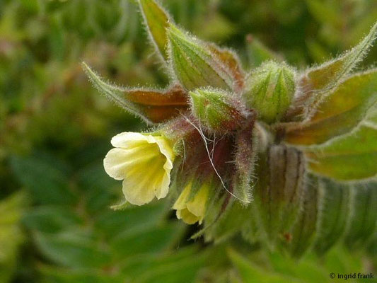 Nonea lutea / Gelbes Mönchskraut (05.05.2014; Botanischer Garten Berlin)