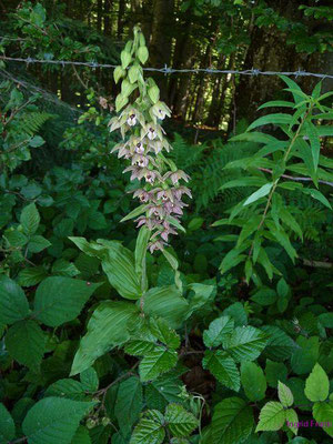 Epipactis helleborine / Breitblättrige Ständelwurz    (01.08.2011; beim Aufstieg zum Hündlekopf)