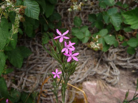 Dianthus armeria - Raue Nelke
