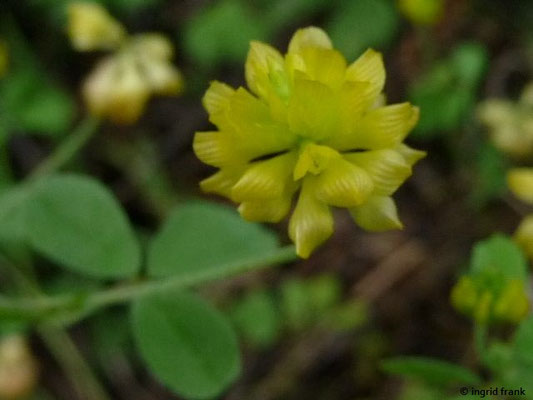 Trifolium campestre / Feld-Klee    VI-IX