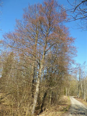 Alnus glutinosa / Schwarz-Erle  (Ausnahme: Mitteldeutsches Trockengebiet nur "verbreitet" = in 40-90 % der Kartierflächen vorkommend)