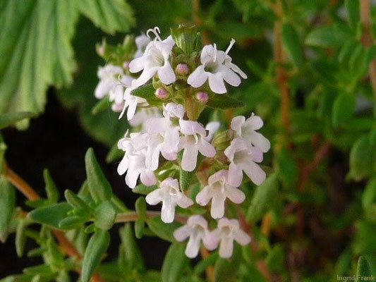 Thymus vulgaris - Thymian
