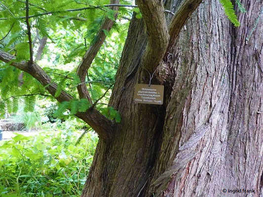 Metasequoia glyptpstroboides - Urweltmammutbaum, Chinesisches Rotholz