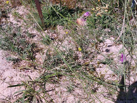 Jurinea cyanoides / Sand-Silberscharte  (10.08.2023; Botanischer Garten Frankfurt am Main)