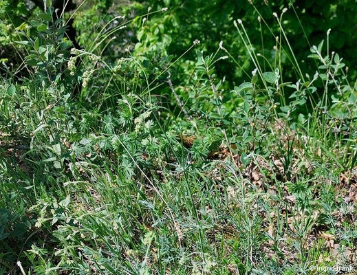 Galium glaucum / Blaugrünes Labkraut