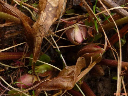 20.01.2012-Helleborus orientalis