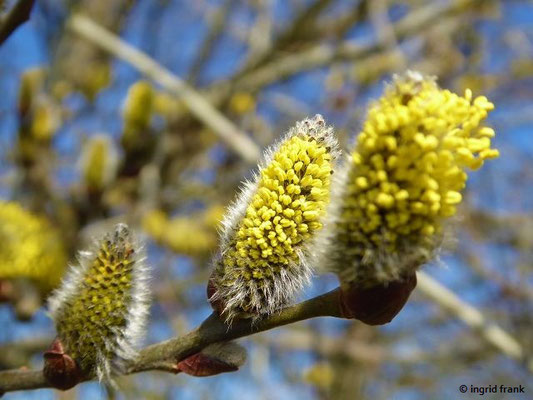 Salix caprea / Sal-Weide