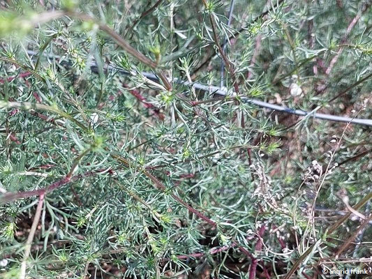 Artemisia campestris / Feld-Beifuß  VIII-X