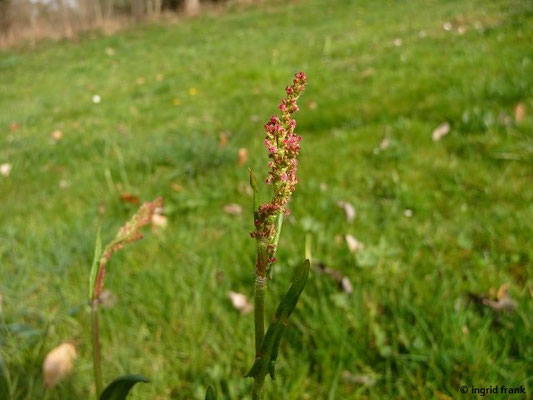 FÜR VIEH GIFTIG:  Wiesen-Sauerampfer / Rumex acetosa;  Familie: Knöterichgewächse / Polygonaceae