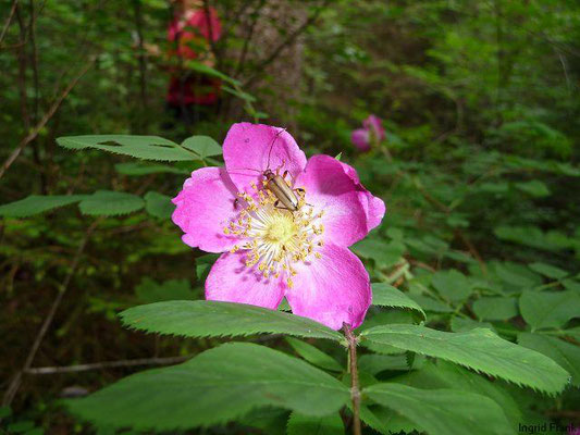 Rosa pendulina / Alpen-Rose, Gebirgs-Rose    VI-VII