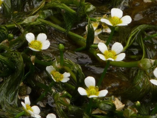 Ranunculus fluitans - Flutender Wasserhahnenfuß