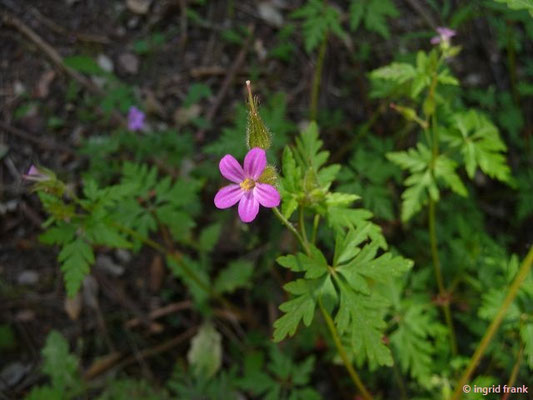 Geranium purpureum / Purpur-Storchschnabel    (27.04.2016; Italien, Insel Elba)