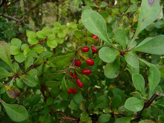 Cotoneaster divaricatus / Spreizende Steinmispel