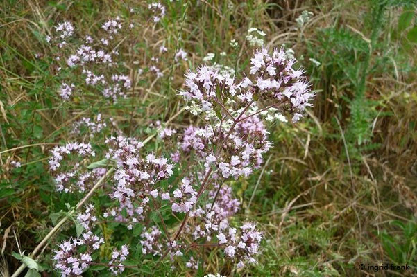 Origanum vulgare / Gewöhnlicher Dost, Gewöhnlicher Majoran    VII-IX