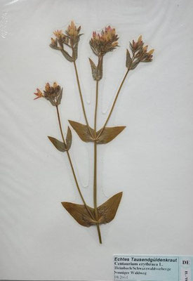 Centaureum erythraea