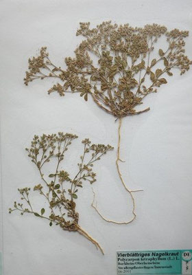 Polycarpon tetraphyllum / Vierblättriges Nagelkraut   VII-IX(-XI)     (Herbarium Dr. Wolf von Thun)