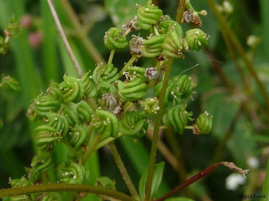 21.07.2011-Filipendula ulmaria - Echtes Mädesüß, Große Spierstaude