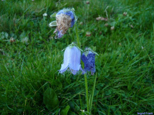Campanula barbata - Bärtige Glockenblume    VI-VIII