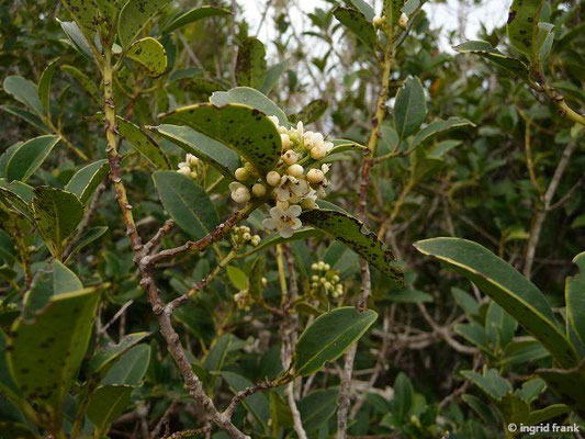 Ilex canariensis / Kanaren-Stechpalme