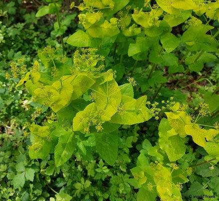Smyrnium perfoliatum / Stängelumfassende Gelbdolde  