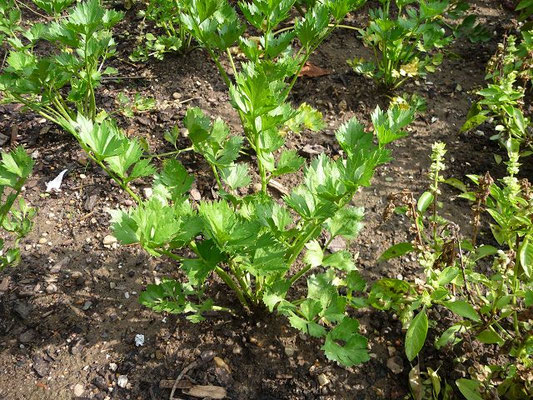 Apium graveolens / Sellerie