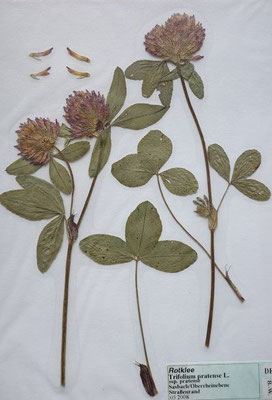 Trifolium pratense / Wiesen-Klee, Rot-Klee  (05/2008; Sasbach, Rheinebene)  (Herbarium Dr. Wolf von Thun)