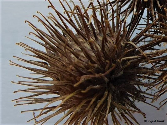 Arctium nemorosum / Hain-Klette