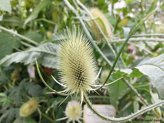 Dipsacus sativus / Weber-Karde  (früher Kulturpflanze; sehr seltene Verwilderungen)  (04.08.2024; Wiler Klostergarten auf der Landesgartenschau Baden-Württeberg 2024 in Wangen im Allgäu)