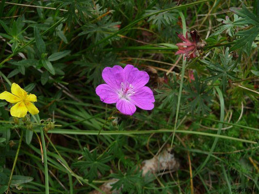 Geranium sanguineum / Blutroter Storchschnabel    VI-VIII    