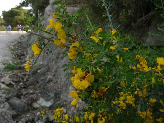 Calicotome villosa / Behaarter Dornginster