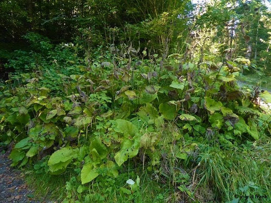 Telekia speciosa / Gewöhnliche Telekie