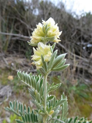Anthyllis barba-jovis / Jupiterbart