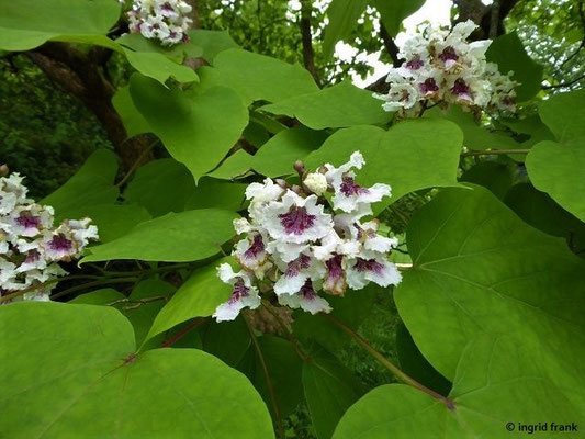 28.06.2018: Catalpa speciosa / Trompetenbaum