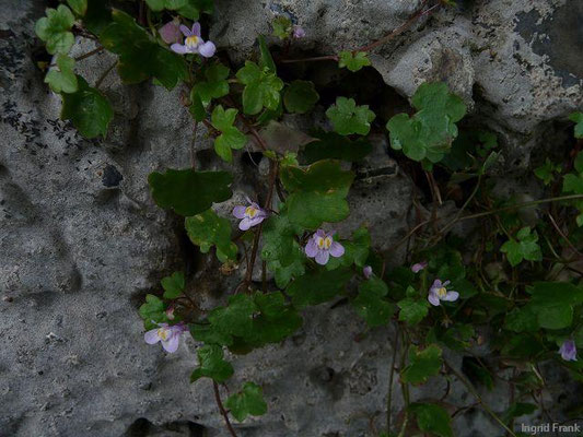 Cymbalaria spec. (9 Arten)