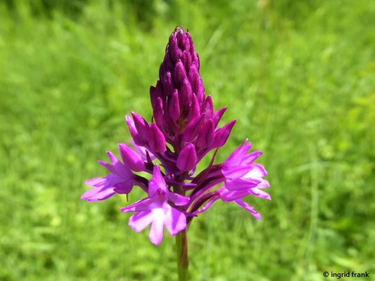Anacamptis pyramidalis / Pyramiden-Spitzorchis