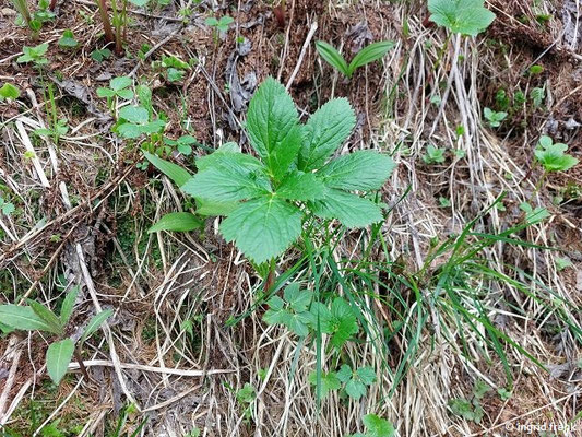 Peucedanum ostruthium / Meisterwurz (13.05.2026; Trentino, Valsugana, Panarotta)