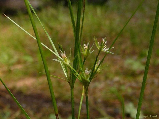Juncus tenuis - Zarte Binse