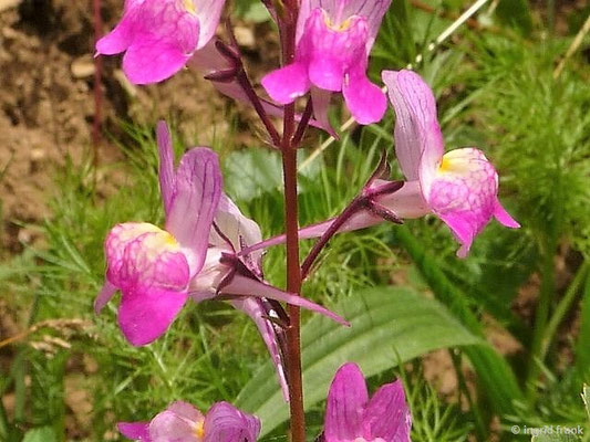 Linaria maroccana / Marokkanisches Leinkraut (Ansalbung)