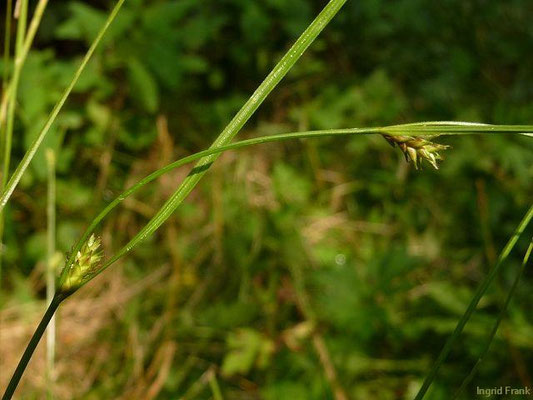 Carex remota - Winkel-Segge