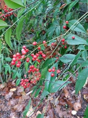 Nandina domestica / Chinesischer Bambus (19.11.2023; Botanischer Garten Universität Heidelberg)