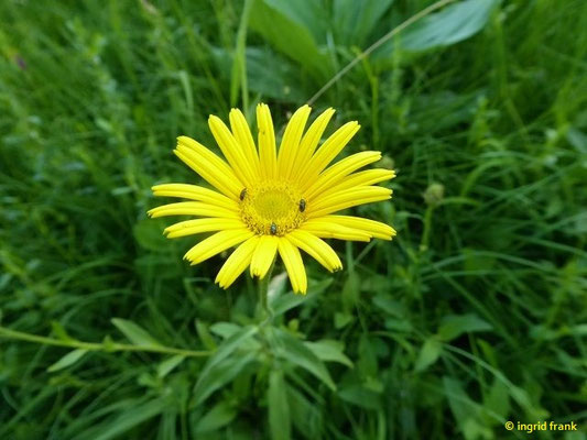 Buphthalmum salicifolium / Weidenblättriges Ochsenauge    (27.06.2021; Warmtal)