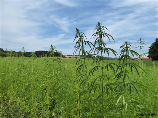 Cannabis sativa / Hanf    (14.07.2018; Weingarten, Rösslerhof  / Bodenseebecken/Oberschwäbisches Hügelland)