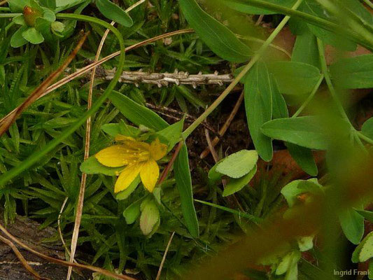 Hypericum humifusum - Niederliegendes Johanniskraut    (VI-X)