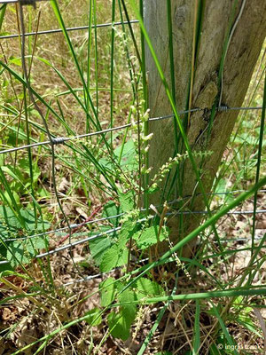 Teucrium scorodonia / Salbei-Gamander