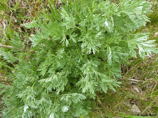 Artemisia absinthium / Wermut
