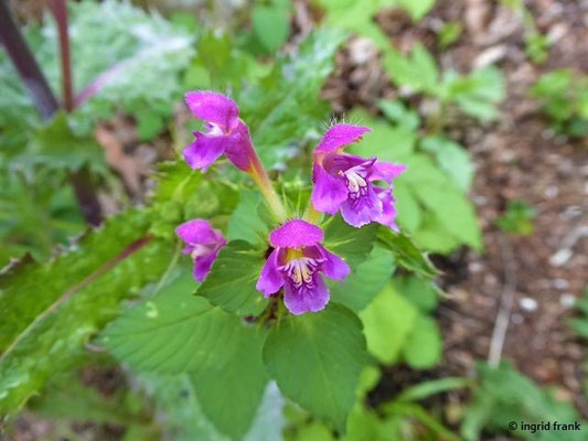Galeopsis pubescens / Weichhaariger Hohlzahn
